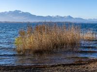 Schilfinsel am Chiemsee Ufer mit Chiemgauer und Bayerische Alpen Kulisse